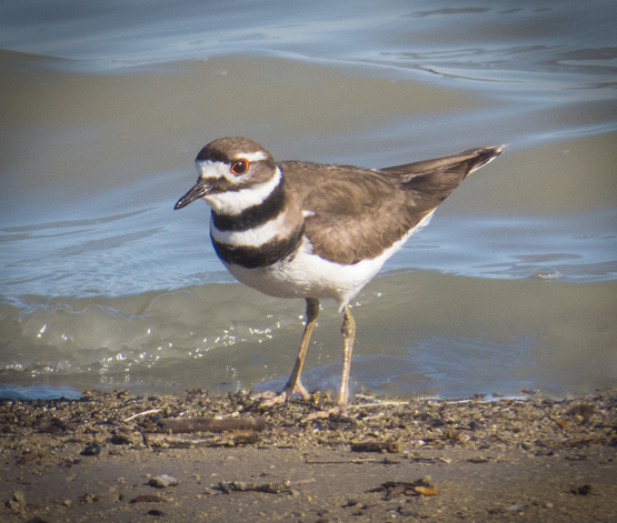 Killdeer 1.jpg